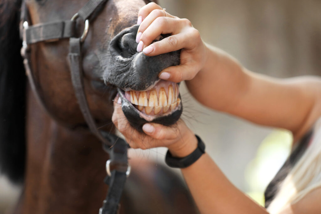 horse energy - zelfherstellend vermogen paard